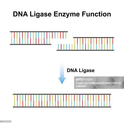 Dna Ligase Enzyme Function Illustration High-Res Vector Graphic - Getty Images