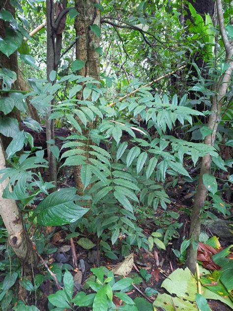 Rezultat imagine pentru HTTP Www.rtalabel.org Index.php Content Parents