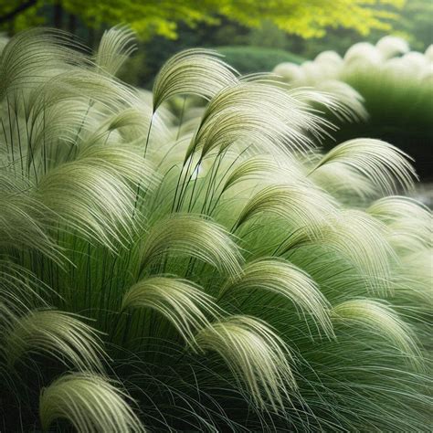 15 Low-Growing Ornamental Grasses for Your Garden