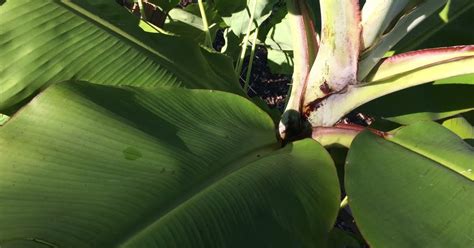 Tasting Blue Java Banana 的图像结果