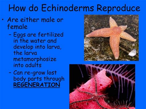 Reproduction Of Echinoderms