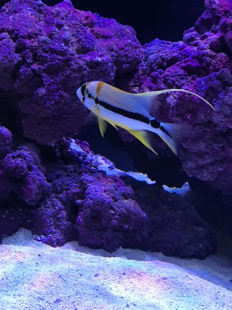 Image result for High Fin Snapper