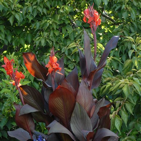 Canna Bulbs for Sale | Easy to Grow™ – Easy To Grow Bulbs