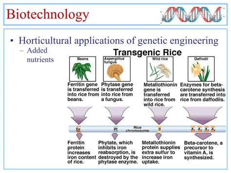 Biotechnology Bacteria 的图像结果