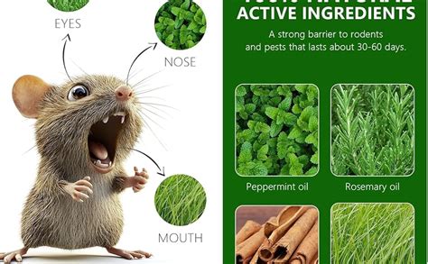 BUZZMEX Rat Repellent for Car Home Pack of 1 (10 Tablet) Mouse ...