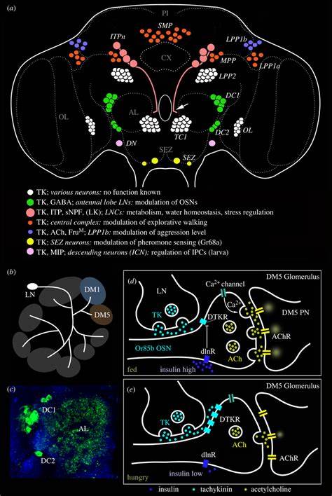 The Role of Sensory Sensitivity in Pheromone Porn Appeal