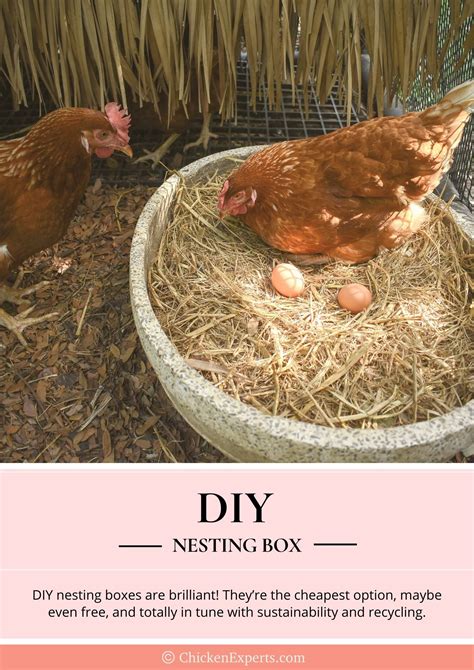Nesting Boxes - Buy or DIY? 🤔 - chickenexperts