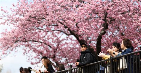 Japan's cherry blossom season: essential facts for an unforgettable ...