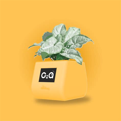 Giftreeng | Smart Planters for Effortless Plant Care