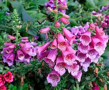 Image result for Rehmannia