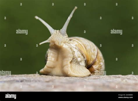 Image result for Sequence Range in Python
