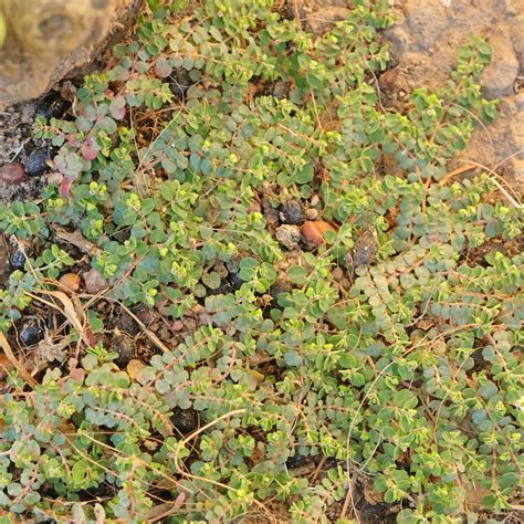 Hierba de la golondrina (Euphorbia serpens)