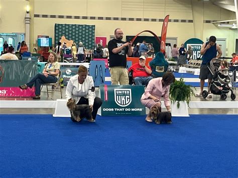 Dog Conformation Class for Adults, 25038 N. 195th ave, Wittmann, AZ, 23 ...