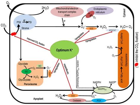Potassium: A Vital Regulator of Plant Responses and Tolerance to ...