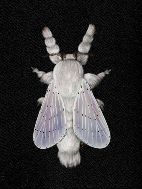 Venezuelan Poodle Moth - Giclee fine art prints – Macysfoxyart