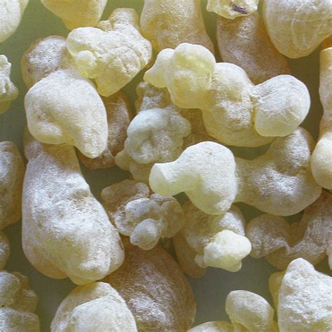 Mastix - Mastix-Strauch, Mastix-Pistazie – Pistacia lentiscus L ...