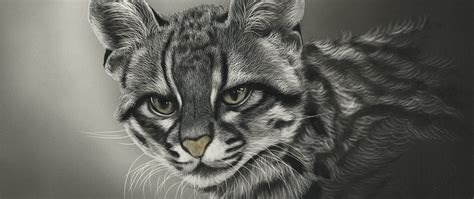 Download wallpaper look, background, clouded leopard, section art in ...