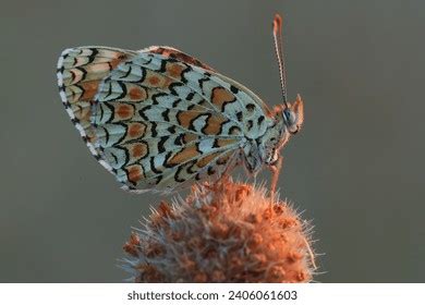 Image result for Buterfly Side View