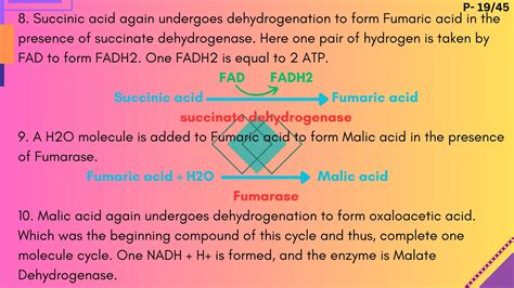 Kreb's cycle PPT & PDF Download - Agrobotany
