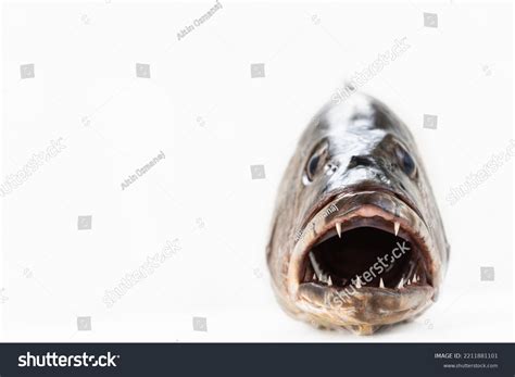 Sharp Teeth Fish
