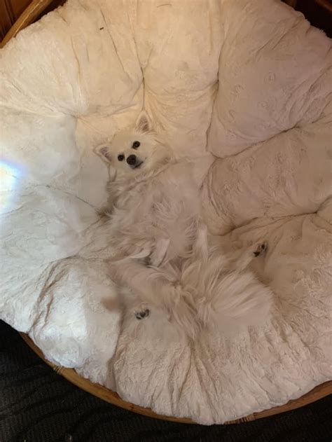 Image result for Taskmaster Dog Task