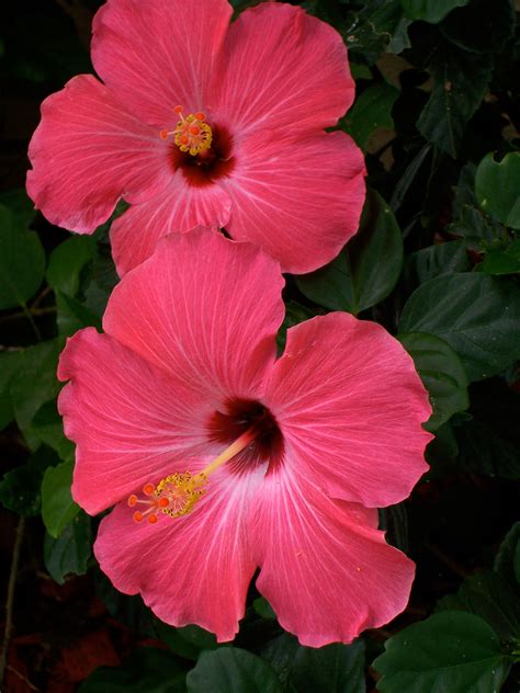 Hibiscus Flower Colors