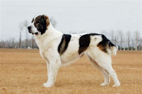 世界名犬排名第二的“中华名猎”,非常稀有，很多人都没有见过