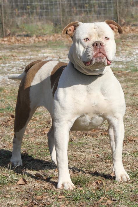 Classical type American Bulldog Scott, Scott Johnson, American Bullies ...