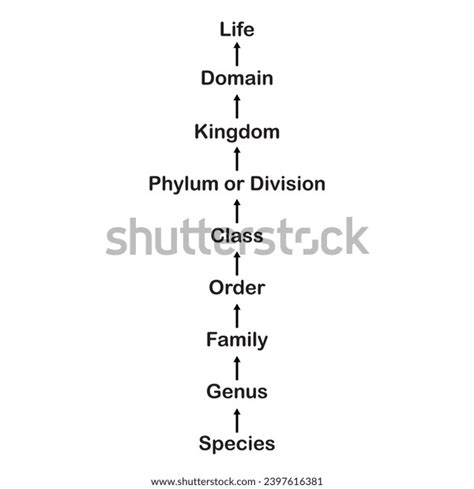 Insect Order Classification Chart 的图像结果