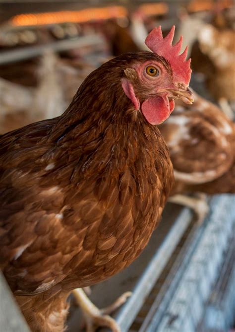 Sanderson Granjas De Pollo