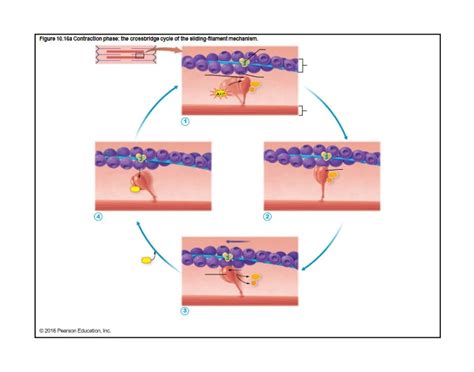 Image result for Crossbridge Cycle Animation