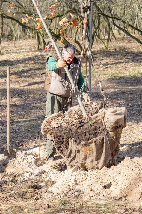 Image result for Planting Tree with Backhoe