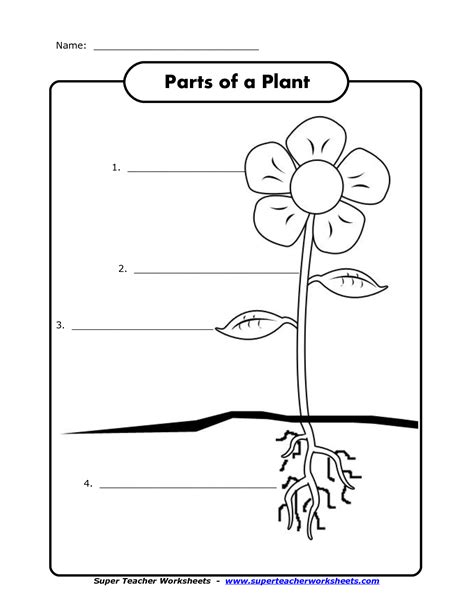 Plant Diagram For Kids To Label