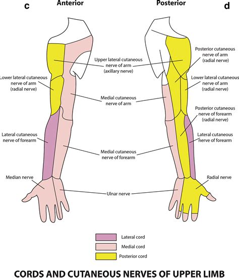 Upper Arm Nerve Dermatomes at Indiana Seery blog