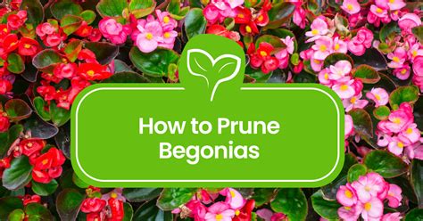 How to Prune Begonias: A Step-by-Step Guide for Beautiful Blooms ...