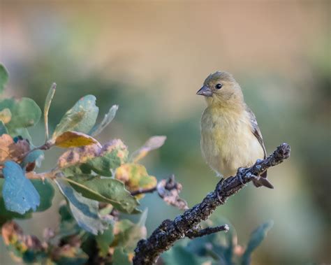 Lesser Goldfinch Nest