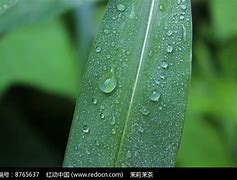 Image result for 雾水