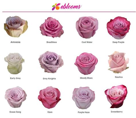 Different Types of Roses - Pink and Purple Varieties