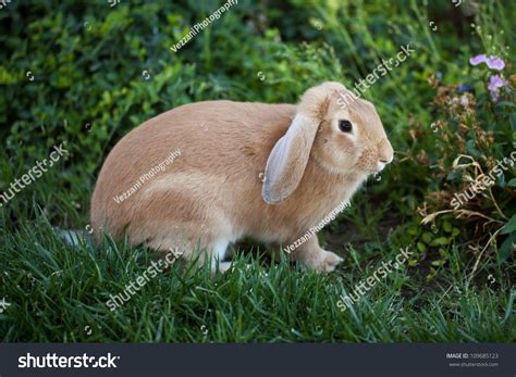 Cinnamon Brown Bunny Rabbit Floppy Ears Stock Photo 109685123 ...