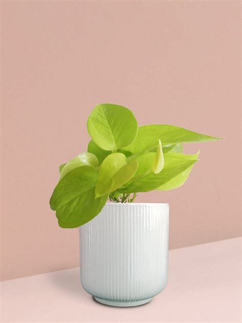 Golden Money Plant in Ceramic Pot (Medium) – Greenkin