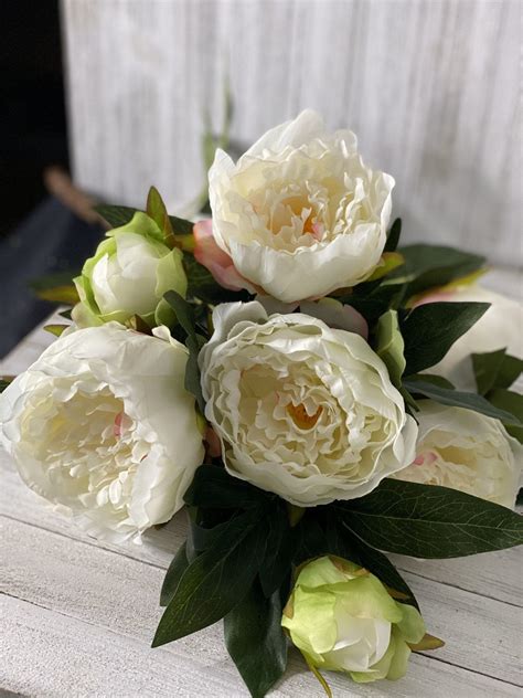 Peony Plant White