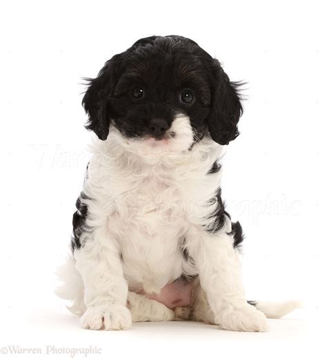 Image result for White Cockapoo