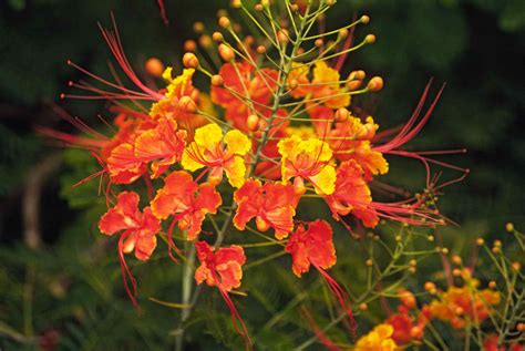 Orange Perennial Flowers Uk | Best Flower Site