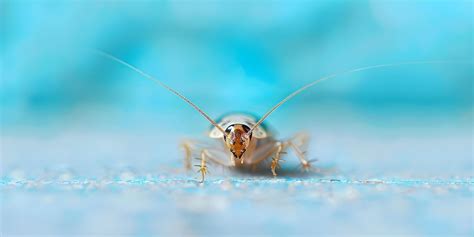 Cockroach Infestation Solutions 的图像结果