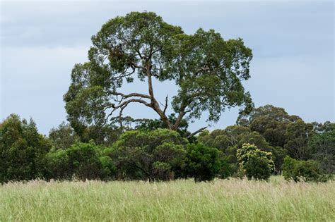 A World Away - Woodlands Historic Park - Conservation Volunteers Australia