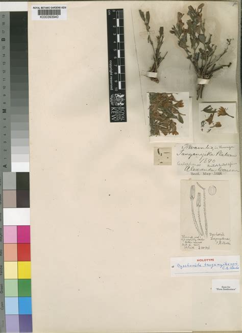 Dyschoriste tanganyikensis C.B.Clarke | Plants of the World Online ...