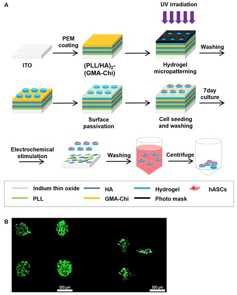 Heparin-Based Hydrogel Micropatches with Human Adipose-Derived Stem ...