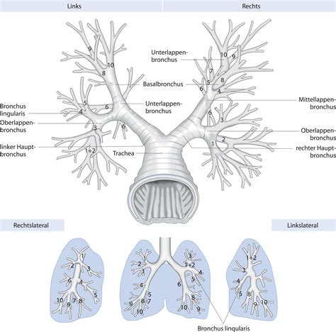 Anästhesiologische Beurteilung des Patienten: Respiratorisches System ...