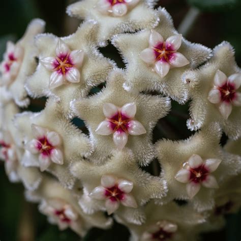 10 Stunning Hoya Varieties You Need to Grow Today