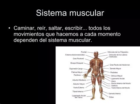 Conocer Ciencia - Cuerpo Humano 3 (Sistema muscular - Sistema ...